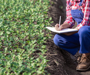 Contract Cultivation